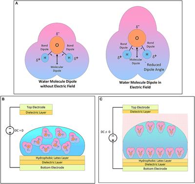 Controllable Water Droplet for Microsystem Actuators: An Experimental Analysis
